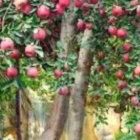 فروش باغ شهری در سپیدان ،موروزه ۲۰۰۰متر