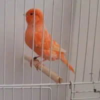 قناری رسمی بلند موزاییکی سرخ رد فاکتور