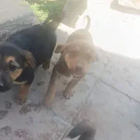 توله سگ|سگ|رباط‌کریم, منجیل آباد|دیوار