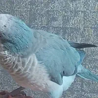 راهب آبی دستی و سخنگو|پرنده|اصفهان, سپاهان‌شهر|دیوار