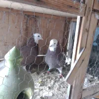 کبوتر دهن جوری ساعت بالای ۸ ساعت پرش