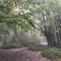 سگ پیدا شده