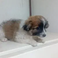 سگ پا کوتاه نر پدر تریر مادر شیتزو