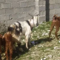 چند کهره نر در جم|حیوانات مزرعه|جم, |دیوار