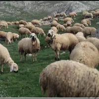 گوسفند نرینه ماده سبک سنگین باهر توان مالی|حیوانات مزرعه|مشهد, نوید|دیوار