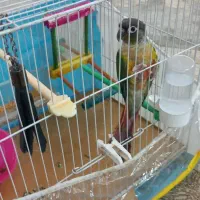 طوطی گرینچیک|پرنده|رضویه, |دیوار