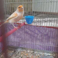 قناری چهار گل|پرنده|کوهدشت, |دیوار