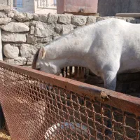 نریون|اسب و تجهیزات اسب‌سواری|قوچان, |دیوار