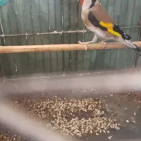 دوتا سهره جوجه قفس