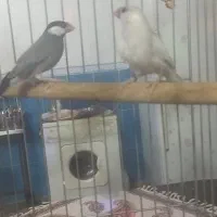 یک جفت فنج نرگسی جاوا