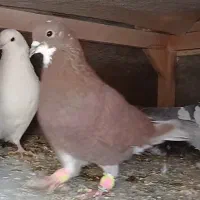 ۲ کفتر تهرانی