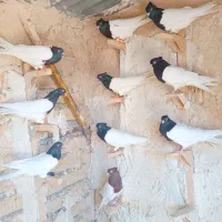 دسته کله|پرنده|شیراز, ریاستی|دیوار
