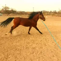 اسب نریون|اسب و تجهیزات اسبسواری|تاکستان, |دیوار