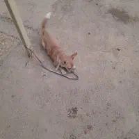 توله فندی حرف گوش کون ۶ ملیون