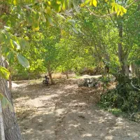 بادامستان-شوراب-صغیر-باغ