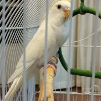 مرغ عشق مولد|پرنده|پیر بکران, |دیوار