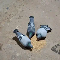 مسافتی|پرنده|مشهد, نوید|دیوار