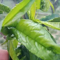 زمین باغ نزدیک به محدوده