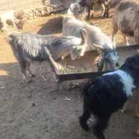 50راس کهره نر دشمن زیاری نوراباد|حیوانات مزرعه|دشمن زیاری, |دیوار