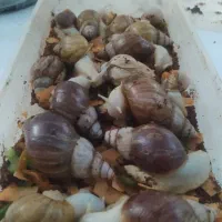 حلزون|خزنده|کرج, عظیمیه|دیوار