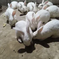 خرگوش|حیوانات مزرعه|تخت, |دیوار