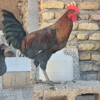 جوجه خروس محلی اصل به شرط|حیوانات مزرعه|شیراز, تاچارا|دیوار