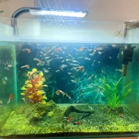 اکواریوم|ماهی|تهران, پرستار|دیوار