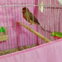 قناری نر دهن هم سهره لر داره کمی هم قناری