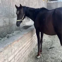اسب