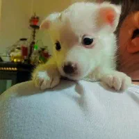 سگ جیبی و فنچ