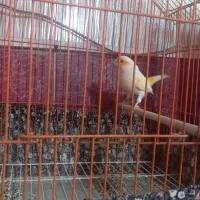 قناری نرموزایکی اورجینال