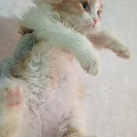 گلد اسکاتی بیرتییش گوش خوابیده /۲ماهه/خرسی|گربه|فردیس, قریشی|دیوار