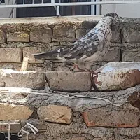 کفتر تکپر
