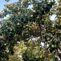 گلابی محلی کیلویی ۸۰ به صورت عمده