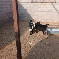 فروش بزغاله|حیوانات مزرعه|نجف‌آباد, حومه نجف آباد|دیوار