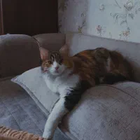 واگذاری گربه