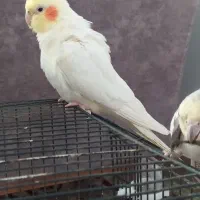 طوطی عروس هلندی جفت مولد