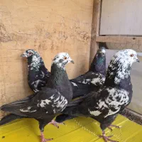 کبوتر ‌.کفتر پرشی خوب