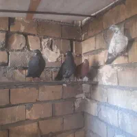 کبوترتهرانی