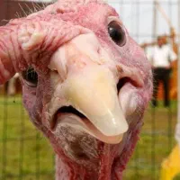 تخم بوقلمون و تخم مرغ امپراطور نطفه دار|حیوانات مزرعه|آکند, |دیوار