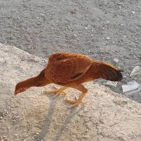 چابهاری و پاپر