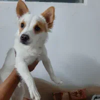 پامر اشپیتز