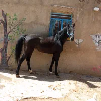 اسب کورد