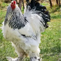 ست برهما لایت رومانی