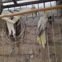 جوجه عروس|پرنده|سمنان, |دیوار