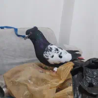 آلمانی سیاه نر