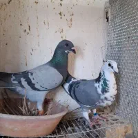 سبز خر سفید