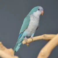 گمشده
