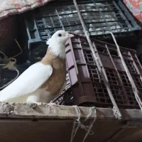 طوقی زرد ماده