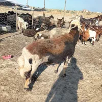 بره های افشار جنس بالا  و قوچ بروجردی